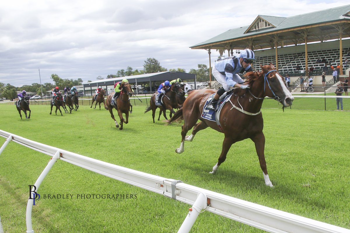 camcrockettrace's tweet photo. One for the stable at @_TJC today with 🔹TAIPAN LEGEND🔹 returning at a track where he has done some of his best racing. ✨

〰️ 1200m BM82 Spring Cup -R6- 〰️
The 6YO resumes from a four-and-a-half month break with a strong Tamworth record of 3 wins, 2 seconds and a third from 7 starts.

A recent Scone trial has brought him forward and, while 1200m is short of his best trip, he has raced well fresh over this course and distance before.