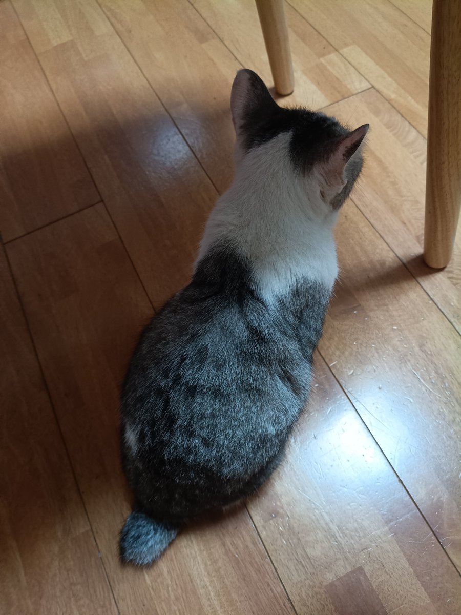 tetsuya32614708's tweet photo. このフォルムと尻尾がたまらんです
#猫 https://t.co/LGmCRg5lTq