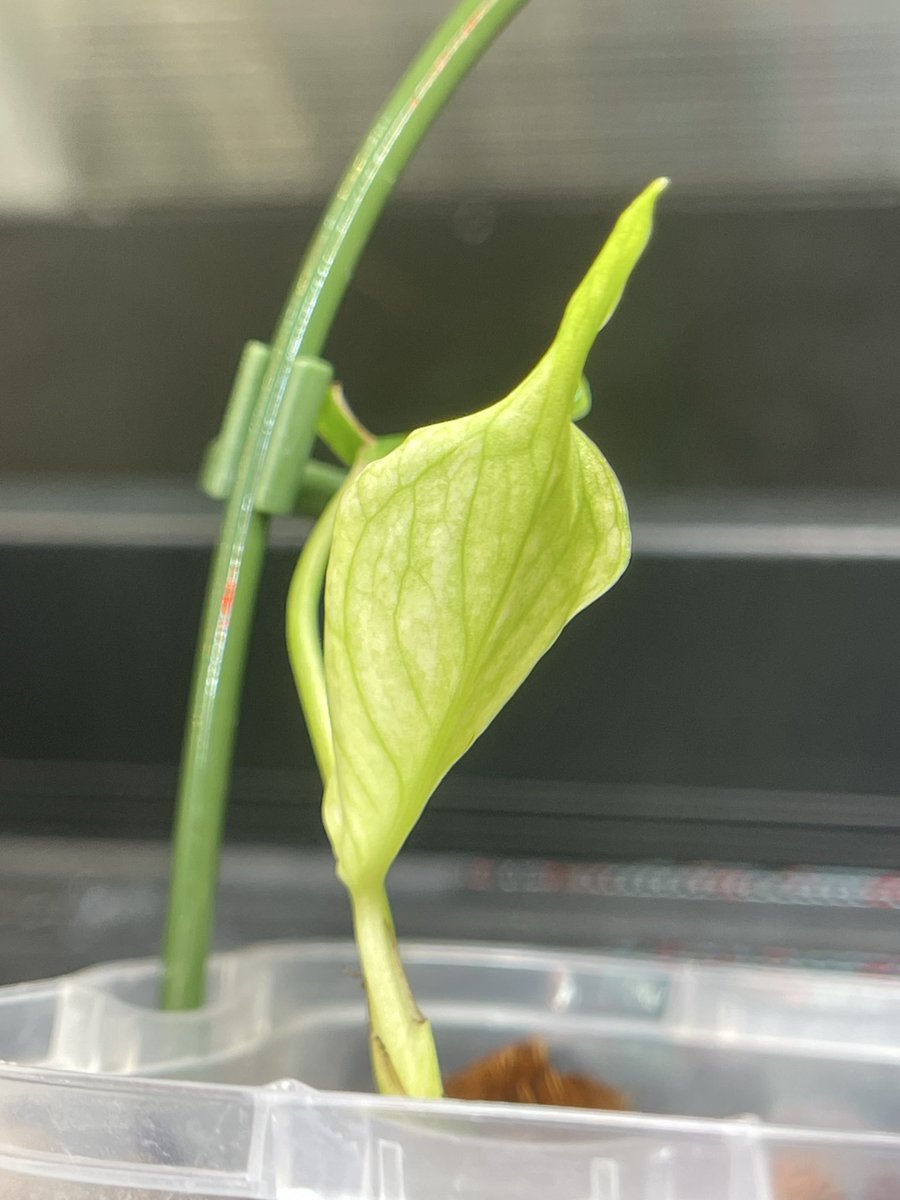 92612IRVINE's tweet photo. #Monstera
#モンステラ https://t.co/hBqVbf3O2l