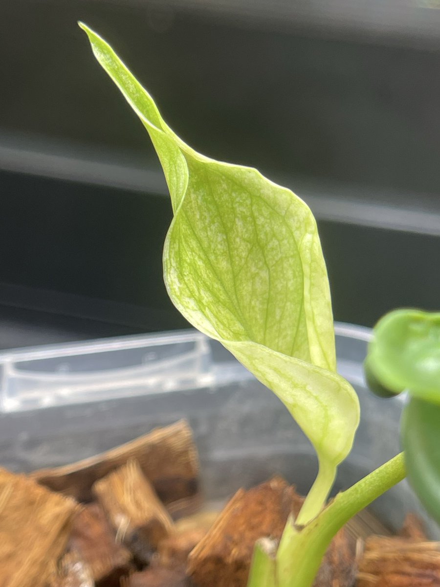 92612IRVINE's tweet photo. #Monstera
#モンステラ https://t.co/hBqVbf3O2l