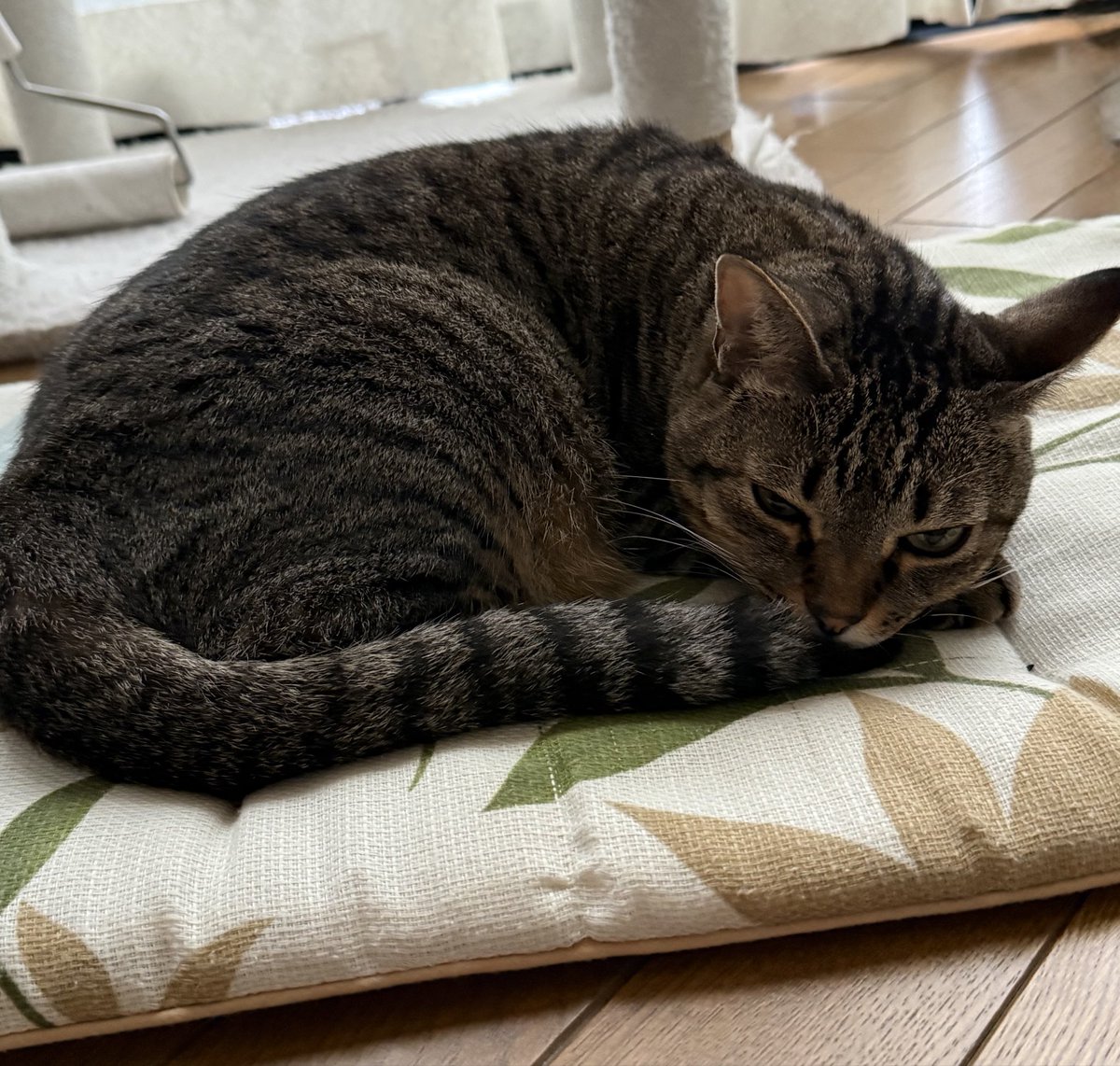 PeYvm's tweet photo. おはようございます☔️
まだ眠い😪にゃ https://t.co/Io8HgOuUDd