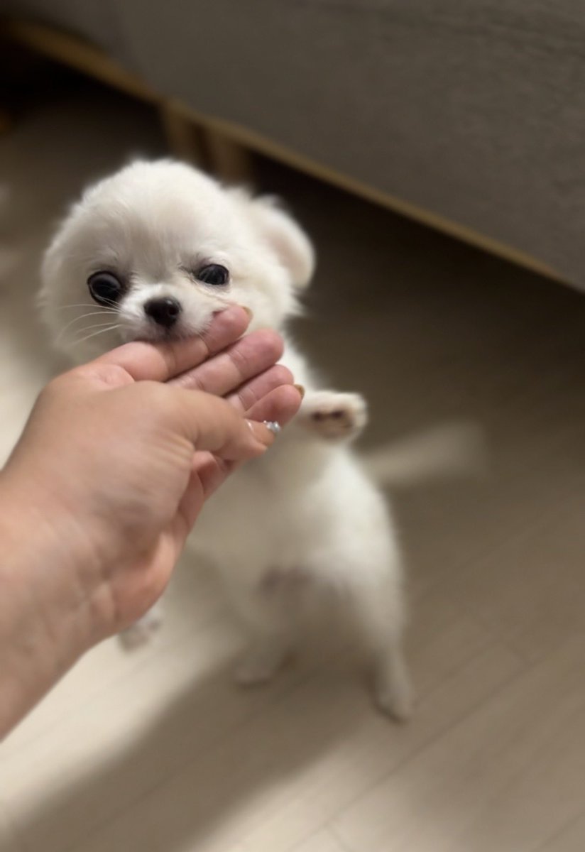 iskw_pets's tweet photo. 朝からすんごい顔のリオくん https://t.co/mQsiLCNRsQ