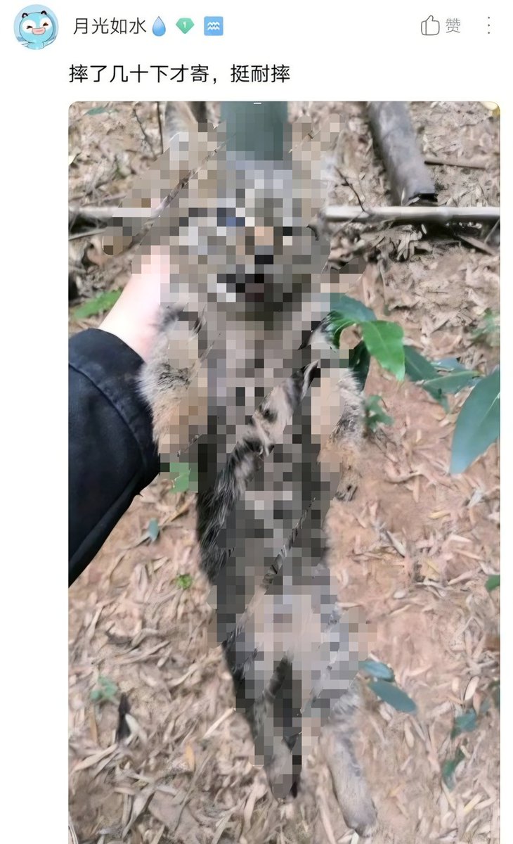 MaleficentLady's tweet photo. In China, there is no end to young people who post online videos of them abusing, torturing, and brutally murdering cats and dogs. 

It is legal to do so in China. Tens of thousands of cats and kittens have perished because it is legal there.

Send letters to your Chinese embassy and consulates TODAY and demand that China make companion animal torture illegal!

Official worldwide directory of Chinese consulates general and embassies in every country there is one below: 👇

https://t.co/QzluhFS1vB

Find yours and send them correspondence!!

#SaveChinasCats #JusticeForCowcat #EndCatTortureInChina #EndKittenTortureInChina 
#StopCatTortureInChina #StopKittenTortureInChina
#beijing #china #ccp #xijinping #apec #apec2026  #brics