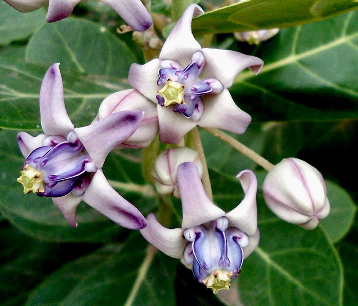 Ironhoeee's tweet photo. Btw Widuri/Biduri is Indonesian name for calotropis flowers ❤️
And both are used to offering for Shivji, same as mogra

Love my polycule https://t.co/lFULVN4oSt