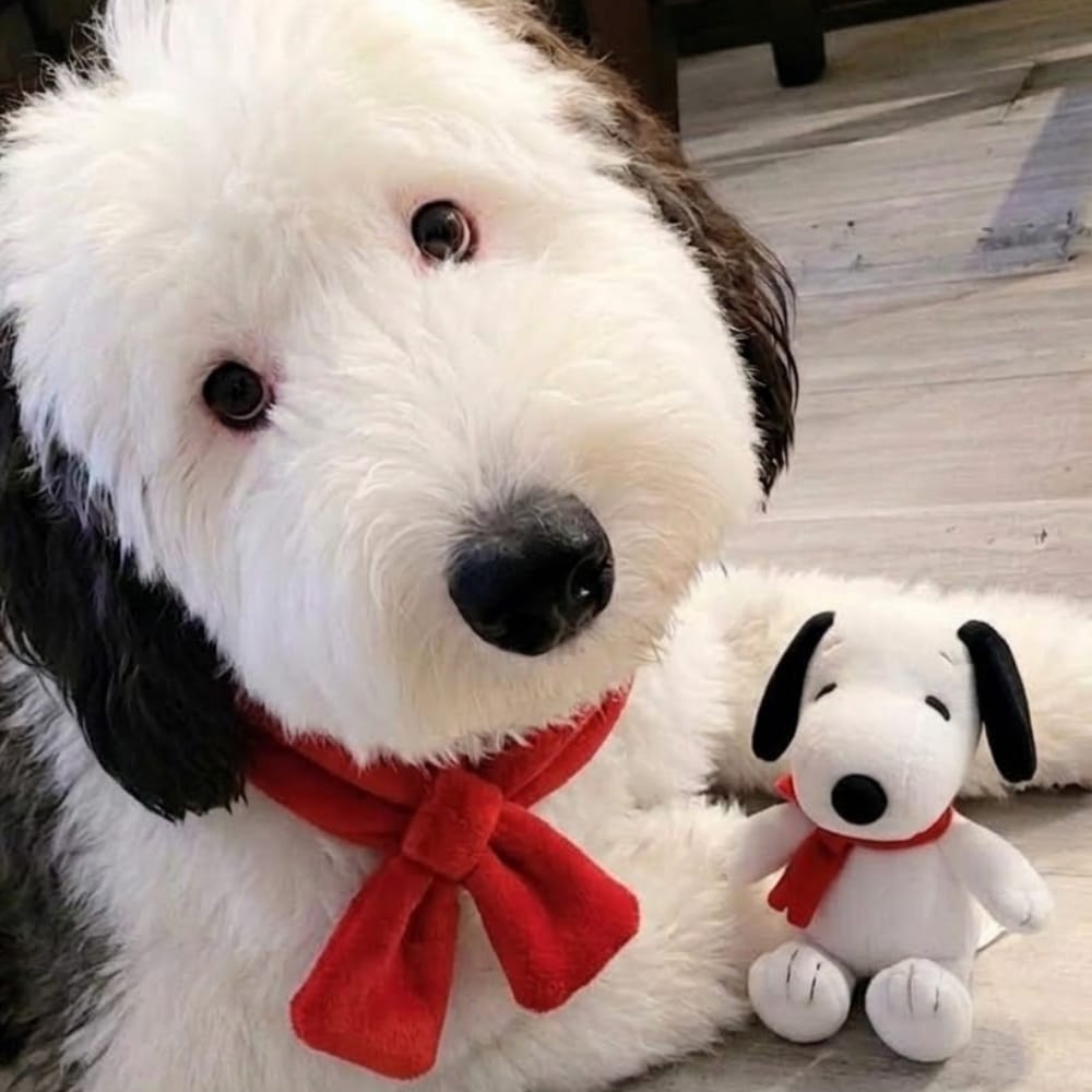 EnsedeCiencia's tweet photo. 🐶 ¡SNOOPY EXISTE EN LA VIDA REAL!
Bayley, una Mini Sheepadoodle, se volvió viral por su increíble parecido con Snoopy: rostro blanco, enorme nariz negra y orejas oscuras. Aunque Snoopy es un Beagle y Bayley una Mini Sheepadoodle, ¡parece salida de las historietas! 
Fuente: CNN https://t.co/EB2Hv9cm2B
