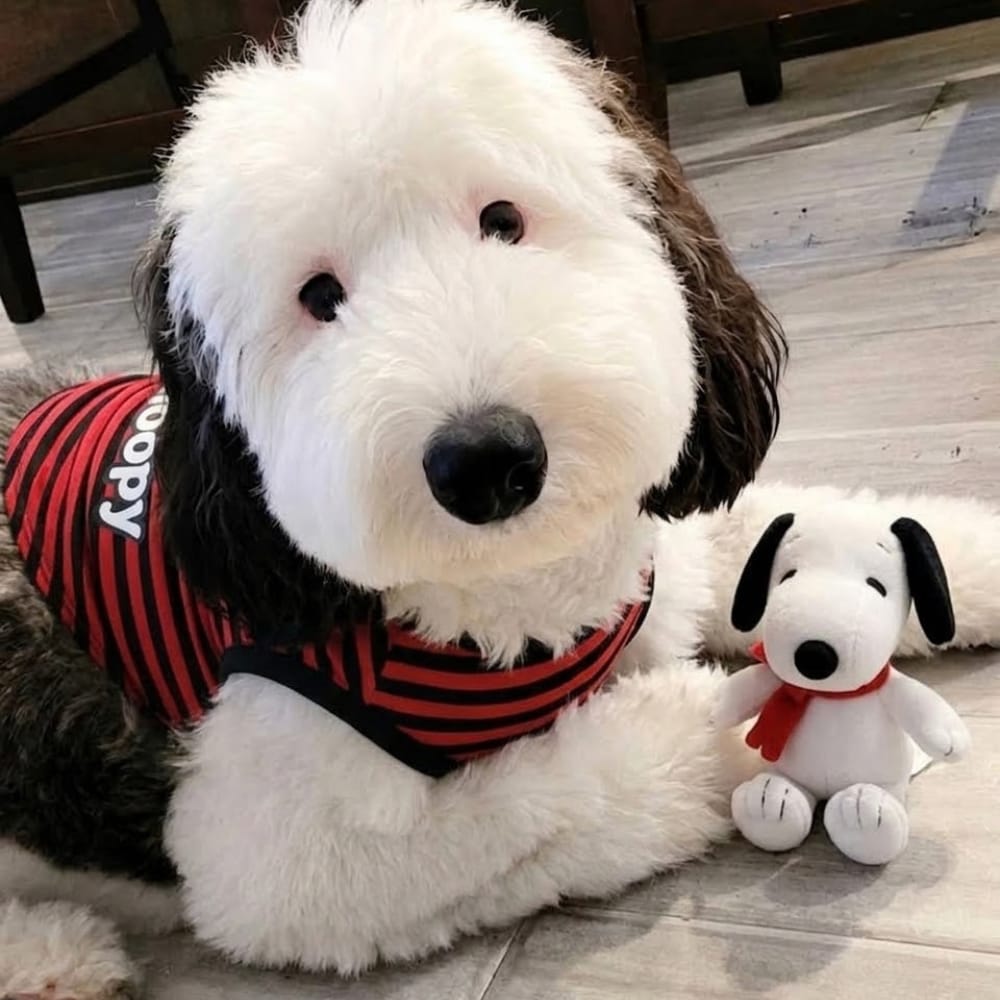 EnsedeCiencia's tweet photo. 🐶 ¡SNOOPY EXISTE EN LA VIDA REAL!
Bayley, una Mini Sheepadoodle, se volvió viral por su increíble parecido con Snoopy: rostro blanco, enorme nariz negra y orejas oscuras. Aunque Snoopy es un Beagle y Bayley una Mini Sheepadoodle, ¡parece salida de las historietas! 
Fuente: CNN https://t.co/EB2Hv9cm2B
