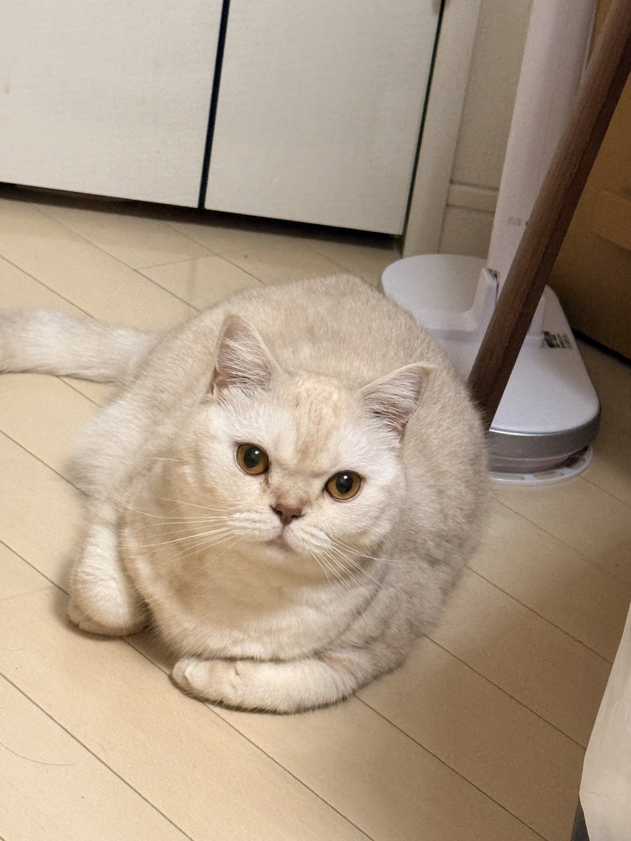 afro9253oba's tweet photo. 太った？
似てきた？
#立ち耳スコテッシュホールド
#私の猫　#すぐに座る https://t.co/haAJIsrf4Q