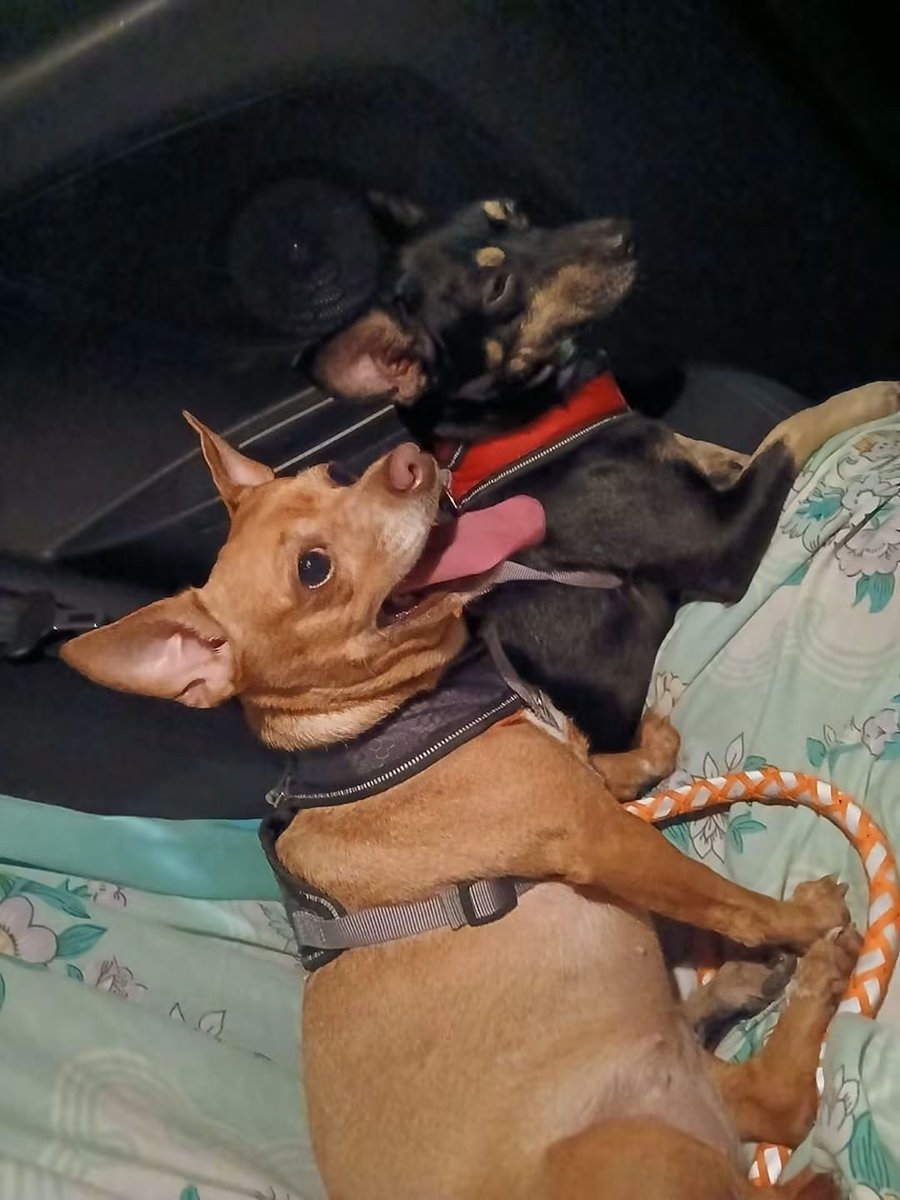 lyssitta's tweet photo. SERVICIO SOCIAL✅️
#EXTRAVIADOS ‼️ 
#SEBUSCAN 📣

SE BUSCAN, DOS CHIHUAHUAS, EXTRAVIADAS EN SANTA TECLA LOS CIPRECES
CONTACTAR AL:
 6087 1669 O 7578 6128 O 7290 1284

ÚLTIMA VEZ QUE SE VIERON FUE EN LOS CIPRESES 3 SANTA TECLA, RESPONDEN AL NOMBRE DE ZIRA Y SAFIRO, SI SABE DE ELLAS POR FAVOR COMUNICARSE