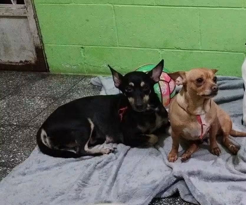 lyssitta's tweet photo. SERVICIO SOCIAL✅️
#EXTRAVIADOS ‼️ 
#SEBUSCAN 📣

SE BUSCAN, DOS CHIHUAHUAS, EXTRAVIADAS EN SANTA TECLA LOS CIPRECES
CONTACTAR AL:
 6087 1669 O 7578 6128 O 7290 1284

ÚLTIMA VEZ QUE SE VIERON FUE EN LOS CIPRESES 3 SANTA TECLA, RESPONDEN AL NOMBRE DE ZIRA Y SAFIRO, SI SABE DE ELLAS POR FAVOR COMUNICARSE