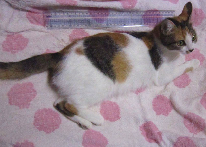 nekoteck2011's tweet photo. シマミケちゃんも
下痢してて
おしり汚れてたのもあって
お迎えしたんよねえ。
最初は獣医におくすり出してもらって
止まったものの
ふんちにゅるにゅる柔らかいのは
去年ようやく治ったくらいなんだけど。
乳酸菌ちゅーるあげてもあんま
治らなかったんよねえ。 https://t.co/8HwYRDRPhu