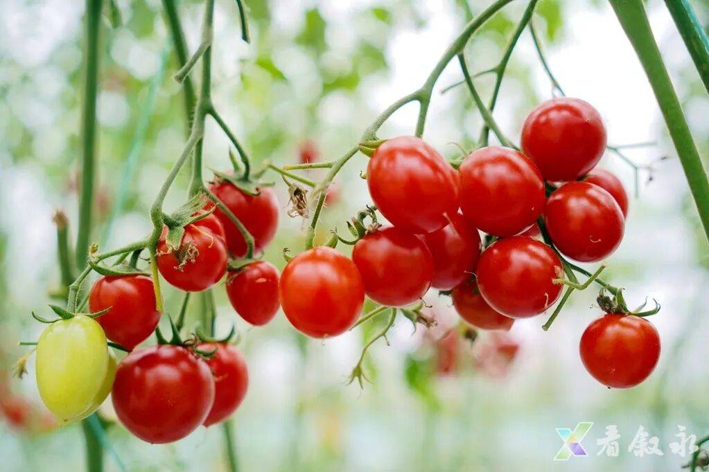 ClevelandDenio's tweet photo. Just tried the new organic cherry tomatoes! Super juicy, sweet, and zero weird aftertaste—perfect for salads or quick snacks.  Pro tip: Rinse under cold water for extra crispiness! https://t.co/khby71xNlD