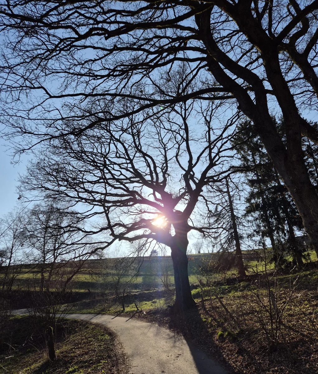 1990Maycon's tweet photo. Endlich wieder Sonne tanken und die Frühlingsboten begrüßen☀️🐦🫶🏼

#frühling #sonne #märz #nature #badberleburg https://t.co/v26WistMRu