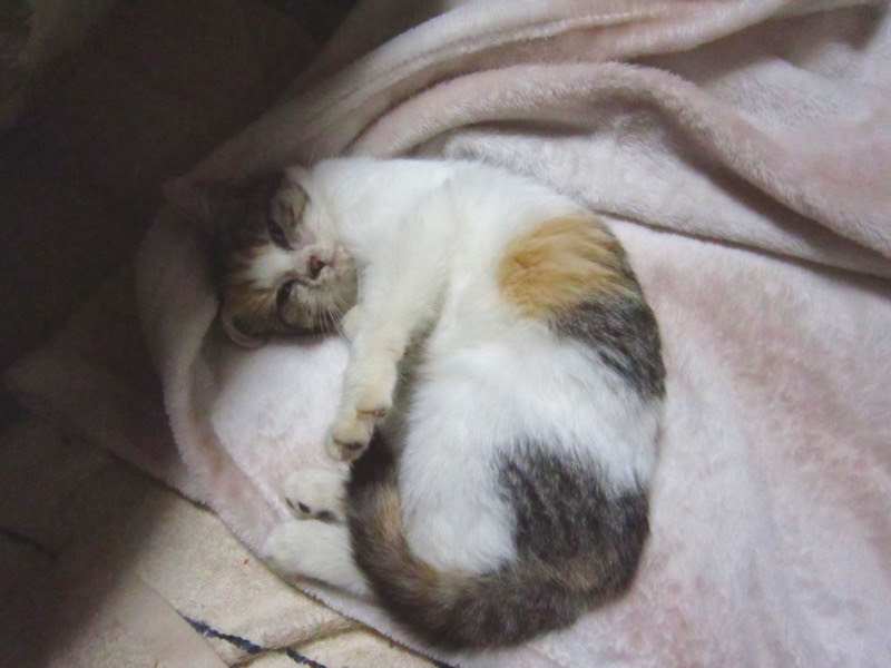 nekoteck2011's tweet photo. シマミケちゃんも
下痢してて
おしり汚れてたのもあって
お迎えしたんよねえ。
最初は獣医におくすり出してもらって
止まったものの
ふんちにゅるにゅる柔らかいのは
去年ようやく治ったくらいなんだけど。
乳酸菌ちゅーるあげてもあんま
治らなかったんよねえ。 https://t.co/8HwYRDRPhu