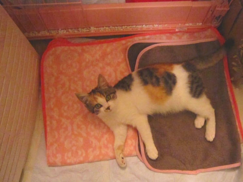 nekoteck2011's tweet photo. シマミケちゃんも
下痢してて
おしり汚れてたのもあって
お迎えしたんよねえ。
最初は獣医におくすり出してもらって
止まったものの
ふんちにゅるにゅる柔らかいのは
去年ようやく治ったくらいなんだけど。
乳酸菌ちゅーるあげてもあんま
治らなかったんよねえ。 https://t.co/8HwYRDRPhu