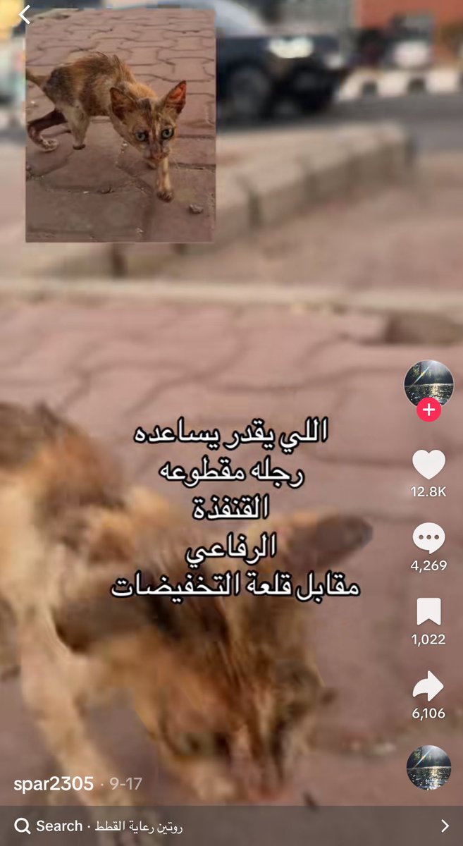 ejil38's tweet photo. يخي احس مو طبيعي كمية القطط التعبانه هالفتره الي أيدها منكسره منقطعه ولا رجلها ولا عيونهم مفقعه ولا متورمه ولا أسنانهم مكسره ولا آذانهم فيها بلاء هل هذا كله صدفه وحوادث ولا ذا فعلة فاعل وكله متمركزه بجده والخبر https://t.co/19G0fr0fbe
