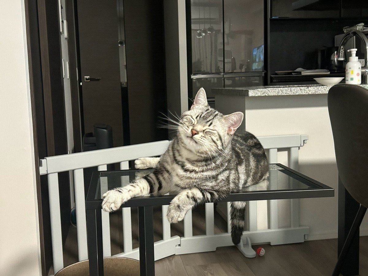pino_notes's tweet photo. 目が合うとゆっくり瞬きしてくれるのは信頼の証☺️
#猫のいる暮らし
#猫好きさんと繋がりたい https://t.co/FmHlkor2hZ