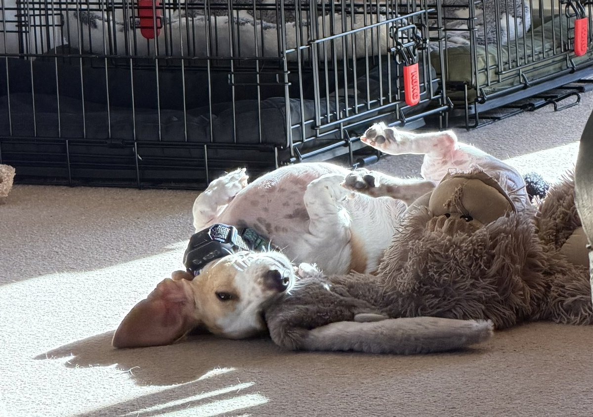 Convokid22's tweet photo. I glance across the room to see this goofball rolling around in the sun.
#RooRoo https://t.co/ZQgGKX9VNV
