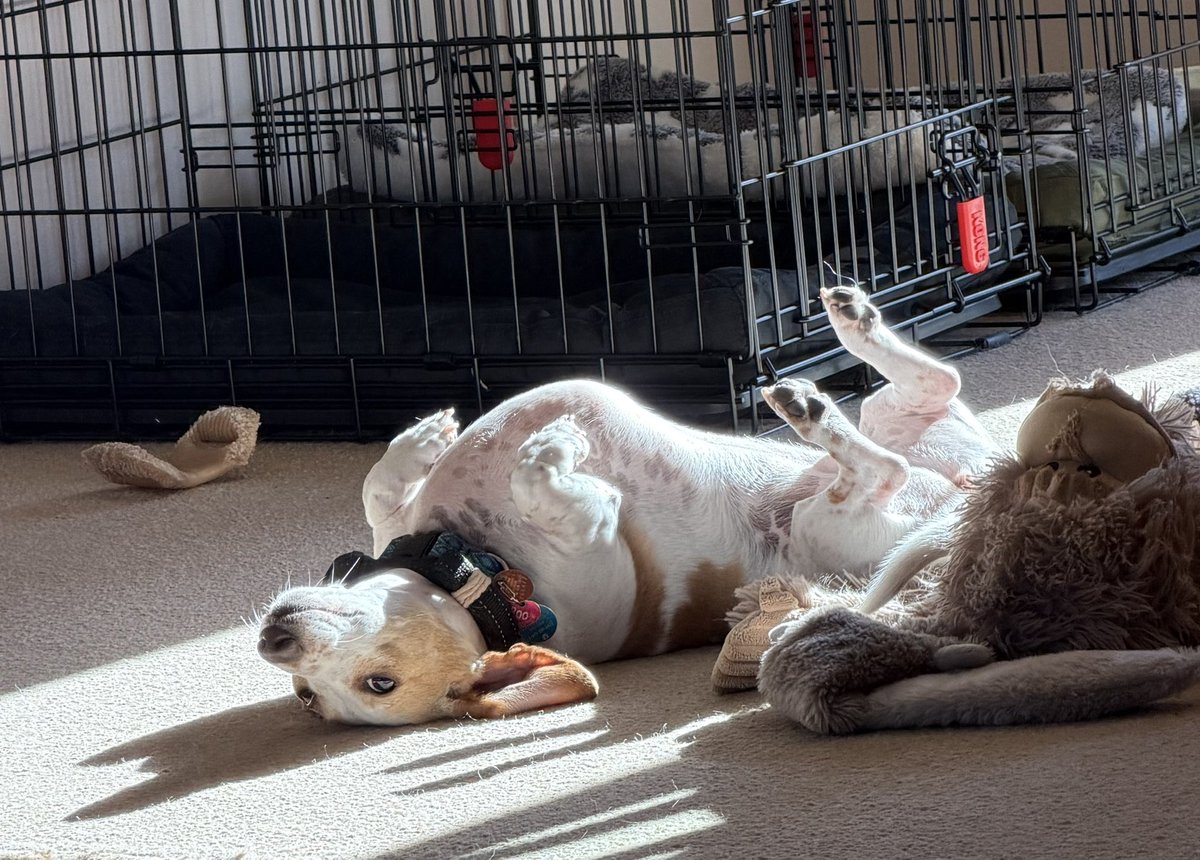 Convokid22's tweet photo. I glance across the room to see this goofball rolling around in the sun.
#RooRoo https://t.co/ZQgGKX9VNV