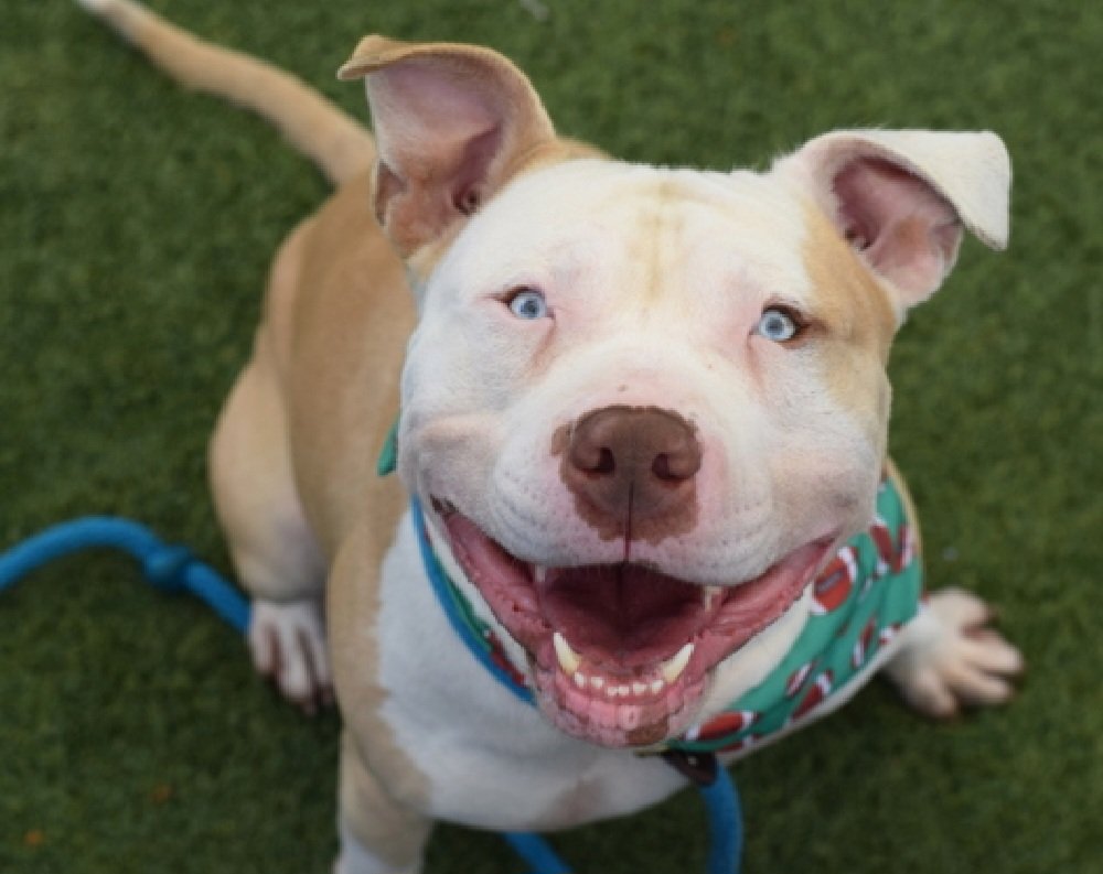 MorgFairsdogs's tweet photo. Lawrence 262856
Listed TBK 9/29
#NYCACC #RescueOnly 
He is a cute 4 yr old with a huge smile
Has on leash reactivity and barrier frustration toward dogs
Engages with enrichment items in calm settings 
Help save Lawrence!
https://t.co/w3TEZMW60p
#Pledge4Rescue #foster #adopt https://t.co/BrD2gmN6ki