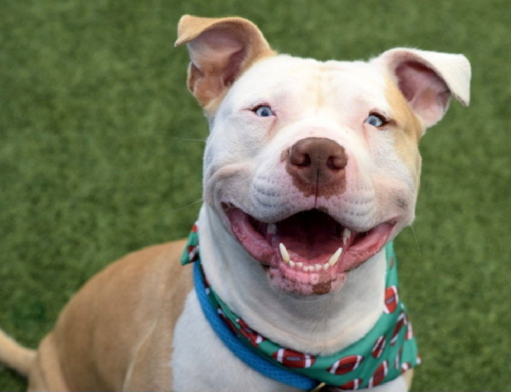 MorgFairsdogs's tweet photo. Lawrence 262856
Listed TBK 9/29
#NYCACC #RescueOnly 
He is a cute 4 yr old with a huge smile
Has on leash reactivity and barrier frustration toward dogs
Engages with enrichment items in calm settings 
Help save Lawrence!
https://t.co/w3TEZMW60p
#Pledge4Rescue #foster #adopt https://t.co/BrD2gmN6ki