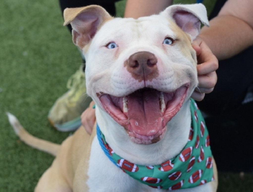 MorgFairsdogs's tweet photo. Lawrence 262856
Listed TBK 9/29
#NYCACC #RescueOnly 
He is a cute 4 yr old with a huge smile
Has on leash reactivity and barrier frustration toward dogs
Engages with enrichment items in calm settings 
Help save Lawrence!
https://t.co/w3TEZMW60p
#Pledge4Rescue #foster #adopt https://t.co/BrD2gmN6ki