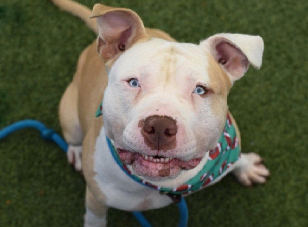 MorgFairsdogs's tweet photo. Lawrence 262856
Listed TBK 9/29
#NYCACC #RescueOnly 
He is a cute 4 yr old with a huge smile
Has on leash reactivity and barrier frustration toward dogs
Engages with enrichment items in calm settings 
Help save Lawrence!
https://t.co/w3TEZMW60p
#Pledge4Rescue #foster #adopt https://t.co/BrD2gmN6ki