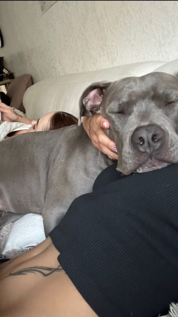 Naswrto91's tweet photo. Explicit #premium clip's #content, only for #legit K9 lover's🥵 
Grab a taste now👇
…https://t.co/UiFqwKoHT3
Fresh t4b0o homemade vids
🔗For #private MENU👇
👉 https://t.co/Fz0rYsO4iU
#dogs #dogslover #USA2026 #zoophile #zoophilia #bestiality #nolimits #zoomom https://t.co/8QHAoUDE9O