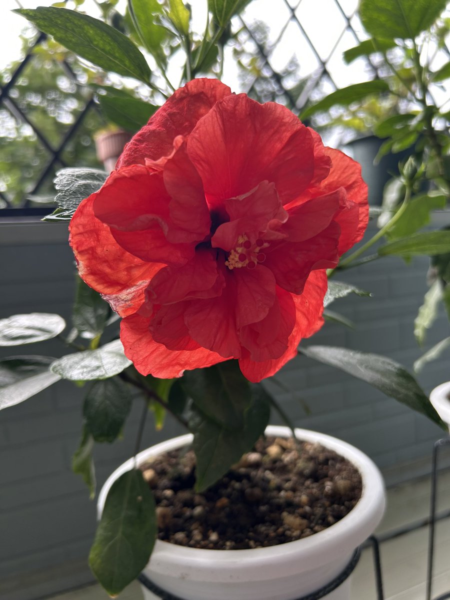 KAEDE00923's tweet photo. 4ヶ月ぶり開花🐍🌺(2ヶ月前に蕾が生えてきてたけど、少し環境変わるだけで蕾が落ちる現象が多発だった) https://t.co/KKe6TbXIcv