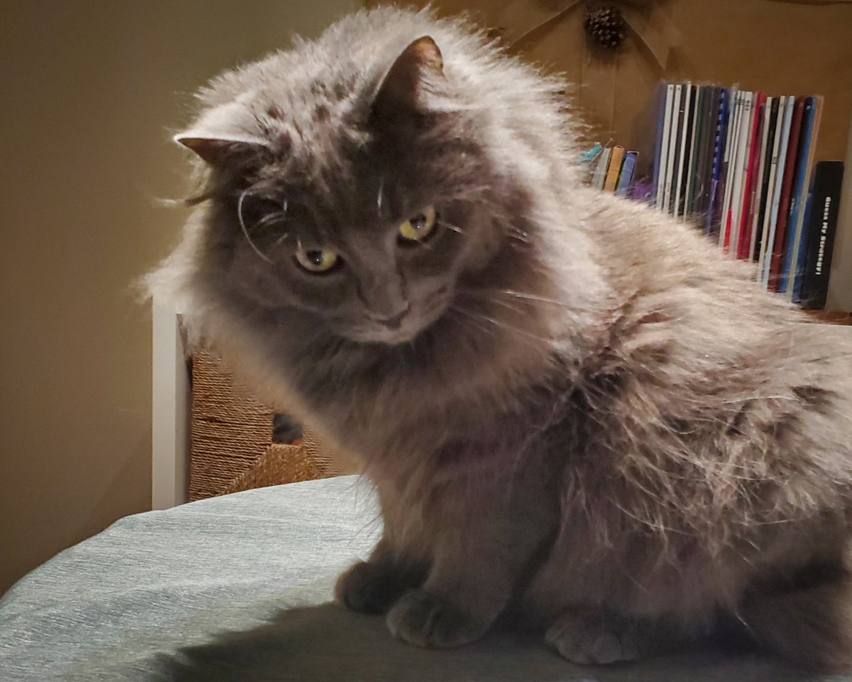Dbwagner104's tweet photo. new research reports that cats vocalize more when greeting male owners. researchers say this is because cats have apparently learned that men require additional explanation when provided with basic communication.

i don't like the idea that cats are judging me this accurately. https://t.co/aTp31T7FcF