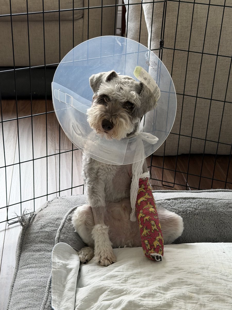 SchnauzerOliver's tweet photo. Well Friends, here are some pictures of my in my casts (personally I liked the monkey one) My hooman says I have been such a trooper. I think more treats should be involved. I’ve been hearing something about no playing for 12 weeks! 😱 #SchnauzerGang #DogsOfX https://t.co/djKFb7YGGX