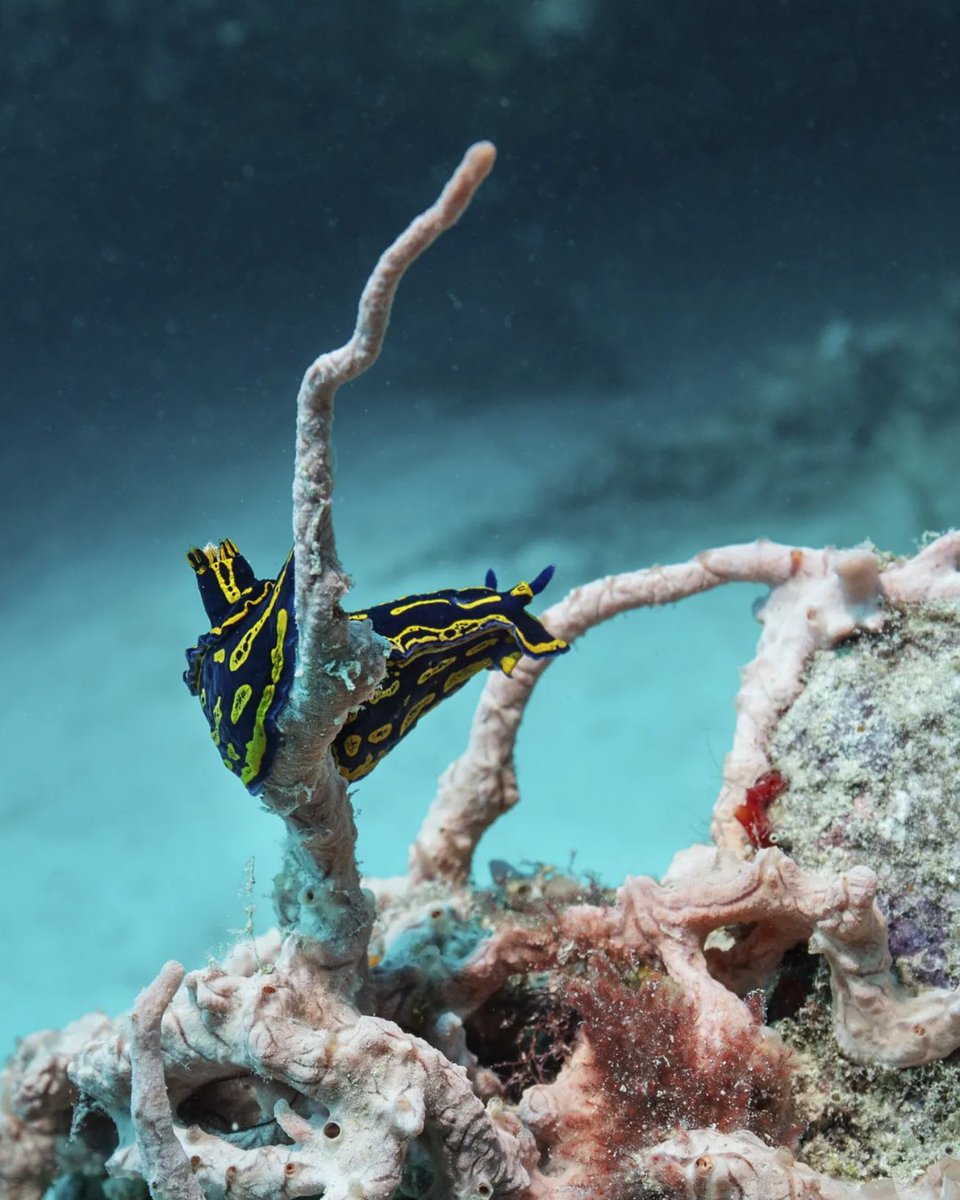 scubadivingmag's tweet photo. After years of traveling abroad to dive, Florida-based writer Terry Ward turns her attention closer to home, exploring the wrecks of Miami, Fort Lauderdale and Palm Beach County.

Read more 👉 https://t.co/DhAcAlsNx0

🖊 @TerryWardWriter https://t.co/JZ48EP19tw