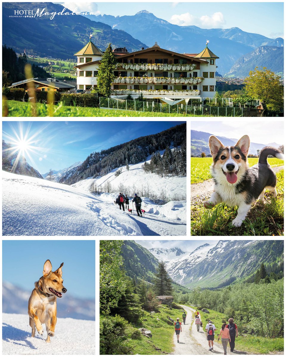Sandriellen5's tweet photo. Denkt ihr, der Frühling klopft schon an 🌸 oder macht der Winter noch einmal einen Abstecher ins Zillertal? ❄️🐾

 #zillertal #Tirol #DogVacation #hundeglück #hundeurlaub #hotelmagdalena #hundeliebe #hundewanderung #hundesindfamilie https://t.co/ZEZftffkSI