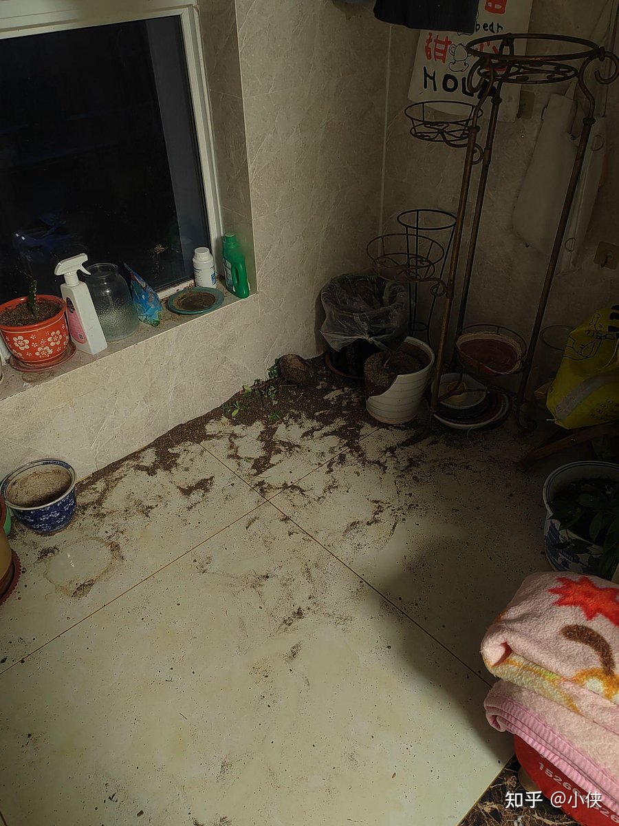 SummerBetamu's tweet photo. Just spotted my cat’s paw prints on the wet counter after mopping—guess someone’s ‘helping’ with housework today https://t.co/ifXIV5RxZo