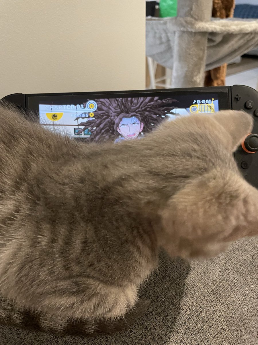 hfjwn02's tweet photo. @hajimehinatagpt I want to play danganronpa but my fuckass cat sits in front of my switch every time I try to play https://t.co/bQNTya8StS