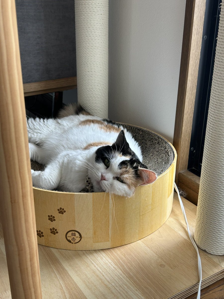 mofmof_bibi's tweet photo. ほっぺおもち

#猫 #ねこかわいいね https://t.co/Sz9nn8sj1q