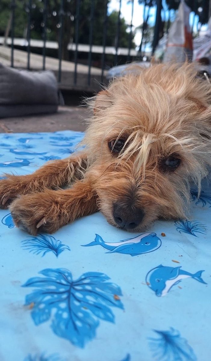 HELA_MORE's tweet photo. La carita de no ser elegida… 🥺💔

Laika sigue esperando que alguien la mire y piense: “ella es la que quiero llevar a casa”. 🐾🩷

Ella también sueña con tener una familia, recibir amor y saber lo que se siente ser elegida.

¿Nos ayudas a que Laika deje de esperar? 🥺🌷

Laika busca una familia. 🏡🐶
Estamos en CDMX.
