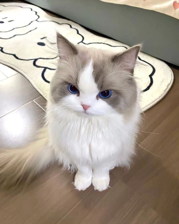minjinasa's tweet photo. i dont see any difference https://t.co/dcG5UMRY7J