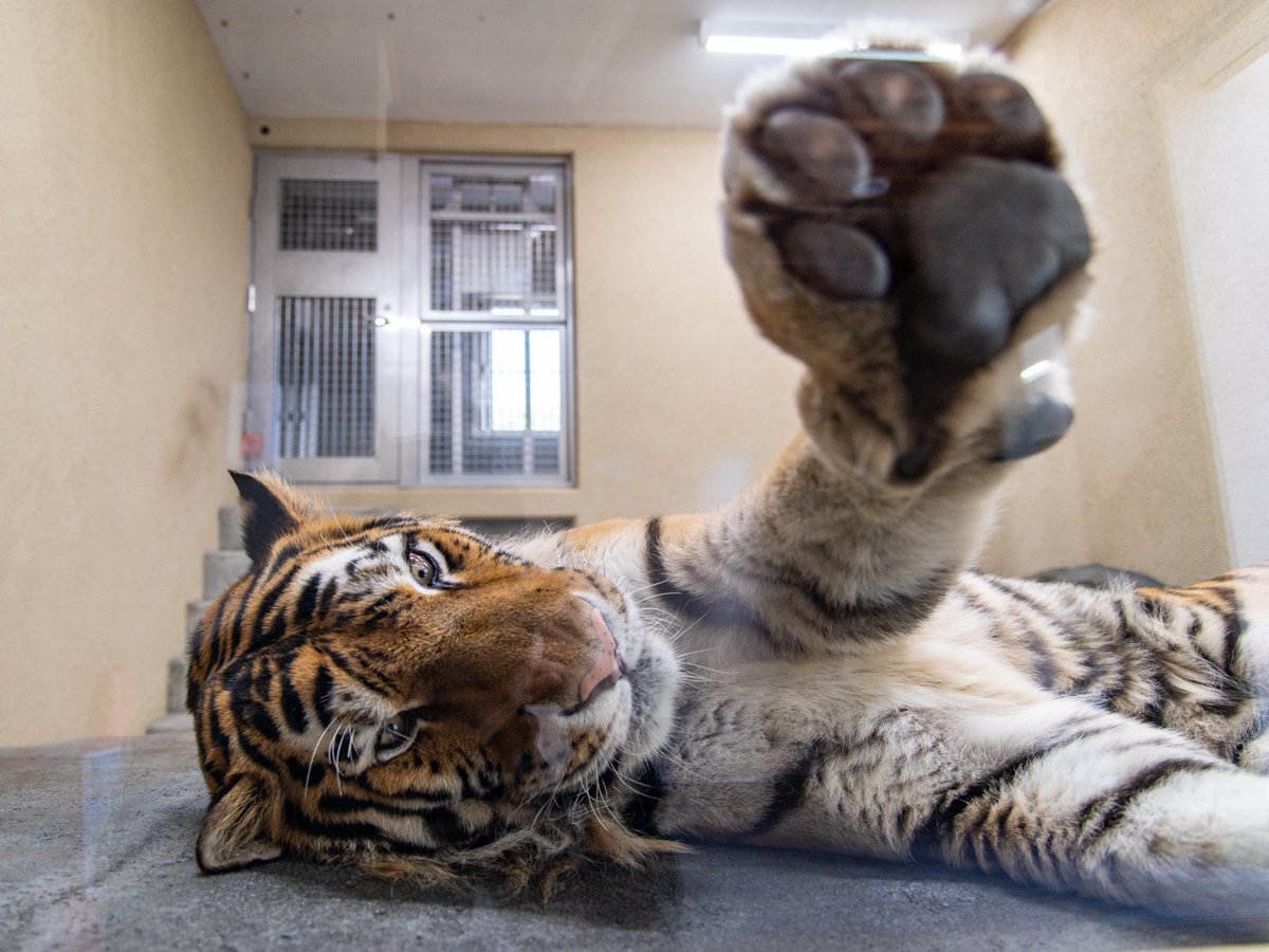 TigrisAksana's tweet photo. talk to my paw bro https://t.co/nqpoCoGprA