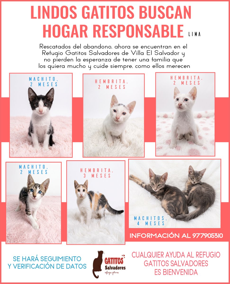 ALCOPERU's tweet photo. #ATENCIÓN LIMA: #gatitos rescatados del abandono, ahora se encuentran en el Refugio Gatitos Salvadores de #VES y tienen la esperanza de tener una familia que los quiera mucho, como ellos se merecen. INFO: 977905310.
Cualquier ayuda al refugio es bienvenida.
Por favor #Comparte https://t.co/1wA7WTQ0om