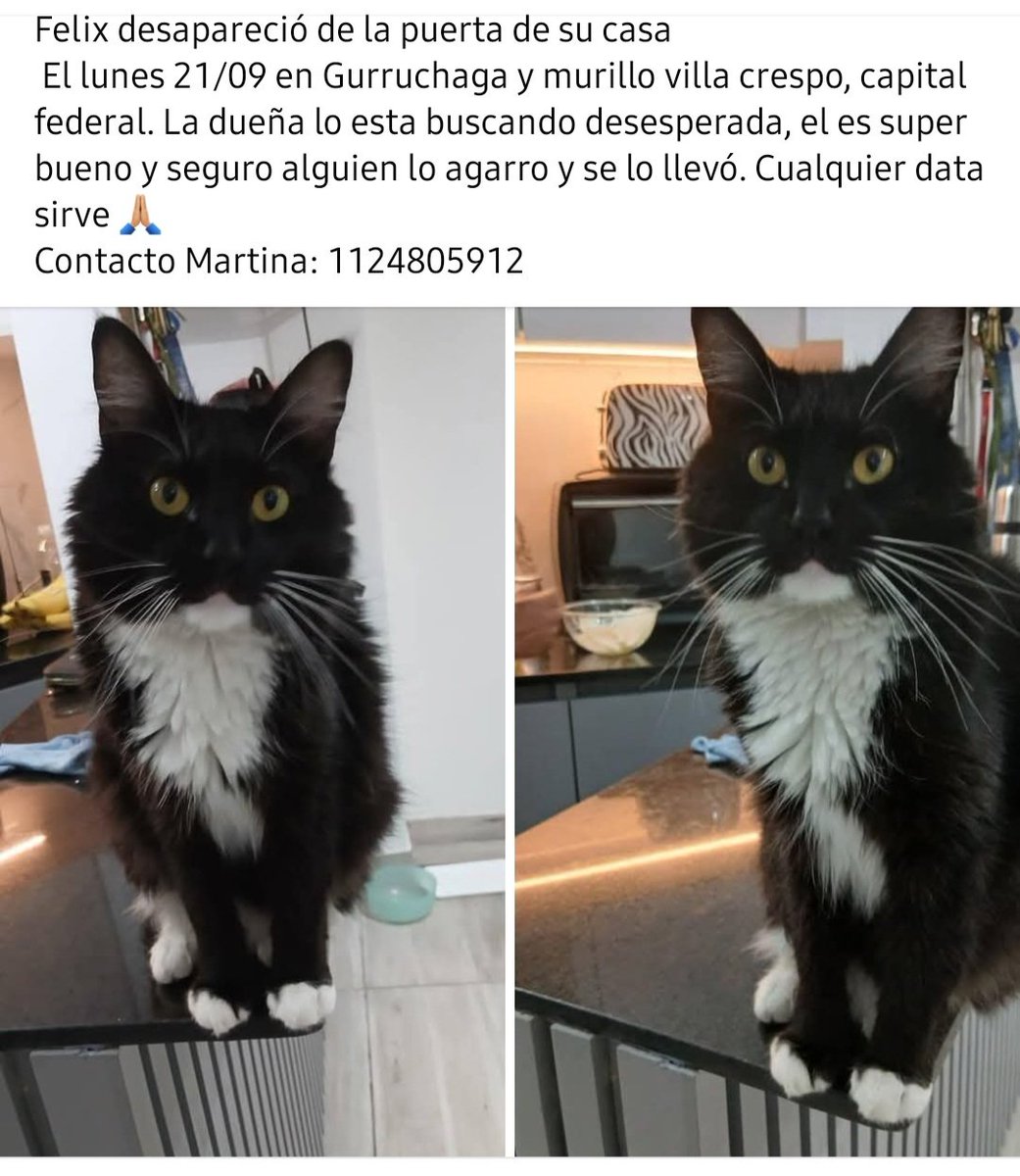patripeyrou's tweet photo. Porfa si pueden difundir, es de una amiga y esta desesperada buscandolo https://t.co/YLvretzcGC