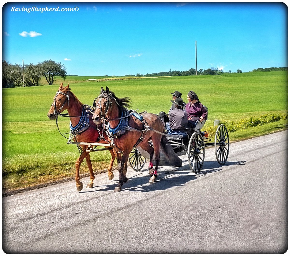 SavingShepherd's tweet photo. Today's Truth
“Enjoy today… it won’t come back.”
#Amish #proverb
#positivevibes #blessed #quoteoftheday #SavingShepherd #photooftheday #positive #vibes #attitude #blessings #inspiration #quotes #simple #life #photography #country #landscape #amishlife #horse #travel #USA 🇺🇸 https://t.co/zbmYAUgiGE