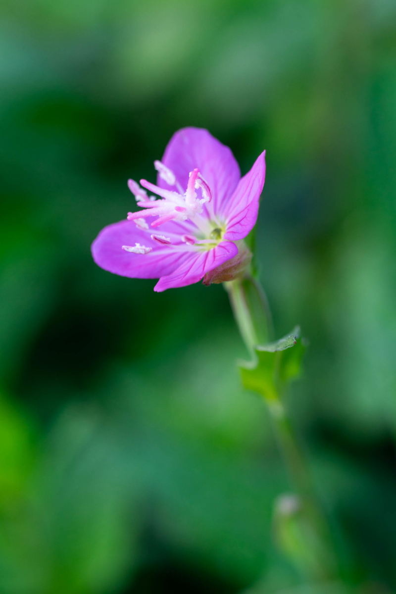 kai_umihito's tweet photo. おはようございます。
ユウゲショウの花
オールドレンズでいい感じになりました。
#たからさがし #キリトリセカイ #ファインダー越しの私の世界 https://t.co/cmbaO9U3CL