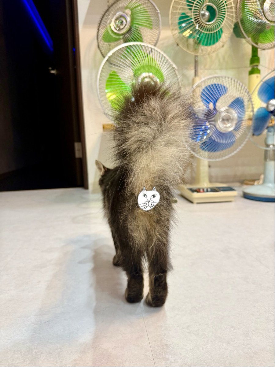 omochi_nam01's tweet photo. トビカガチみたいな可愛いシッポしやがって。 たのむ、私の頬をシッポビターンしてクレメンス。 https://t.co/DfNN5O7K0V