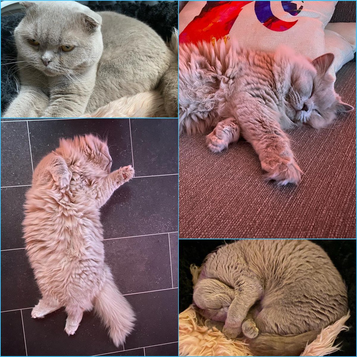MariaEd31333381's tweet photo. Katze müsste man sein 😉 #urlaubsgäste #süssestekatzederwelt #sleeping #chill #cats #catsofinstagram #ilovethem https://t.co/zaxLgnHucP