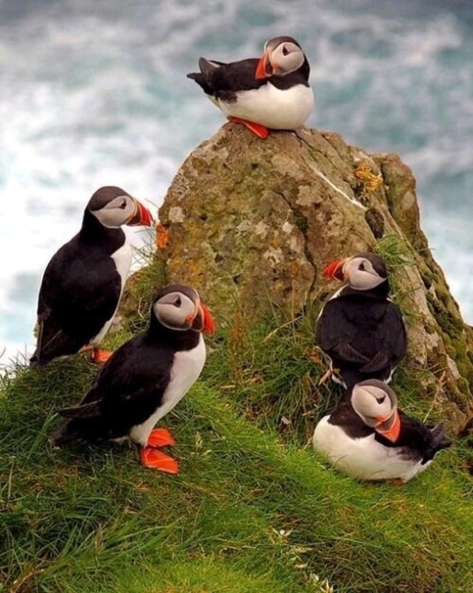 BluffenPuffin's tweet photo. Best seat in the house! 💖🐧 https://t.co/K7MJaHf6ZO