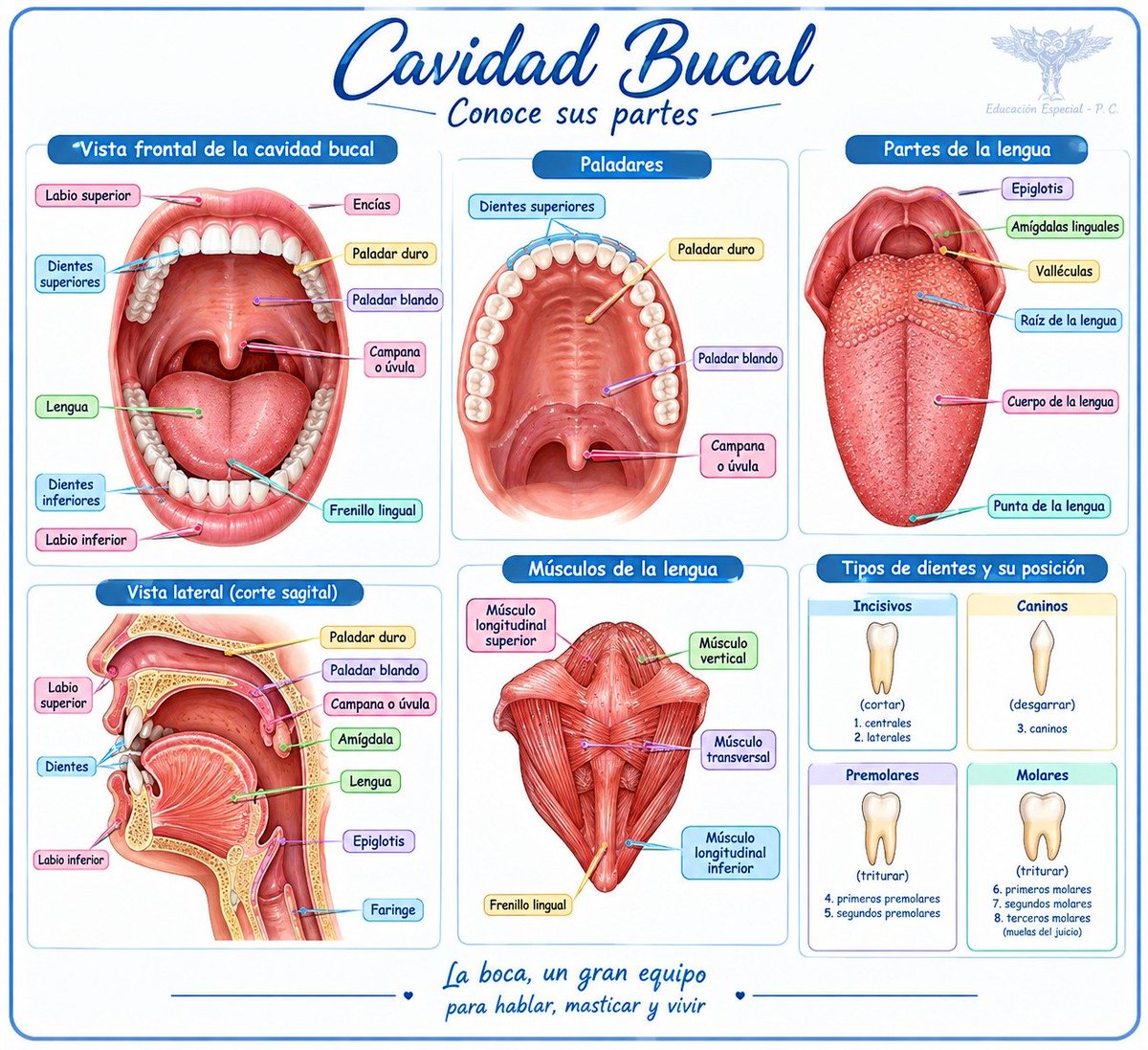 Edu_Esp_PC's tweet photo. #CavidadBucal https://t.co/uI48k7A5X7