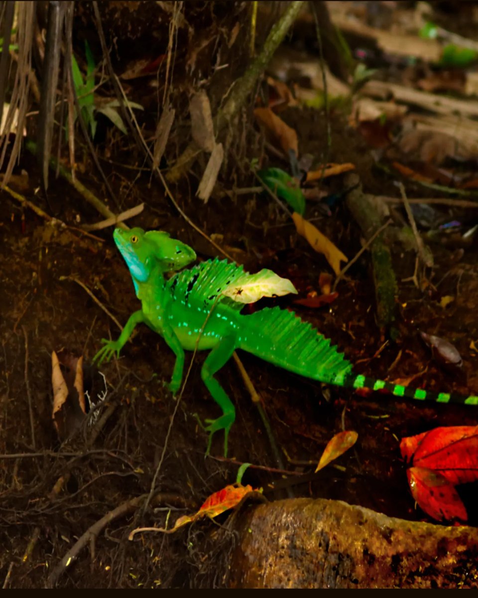 TeixeiraCSilva's tweet photo. Nickname: Jesus Christ Lizard

The basilisk lizard is often called by its nickname because of its ability to run on water. He can run across the surface of the water at speeds of up to 1. 5 metres per second, using his long fingers and specialised https://t.co/HkGW1a1UBx