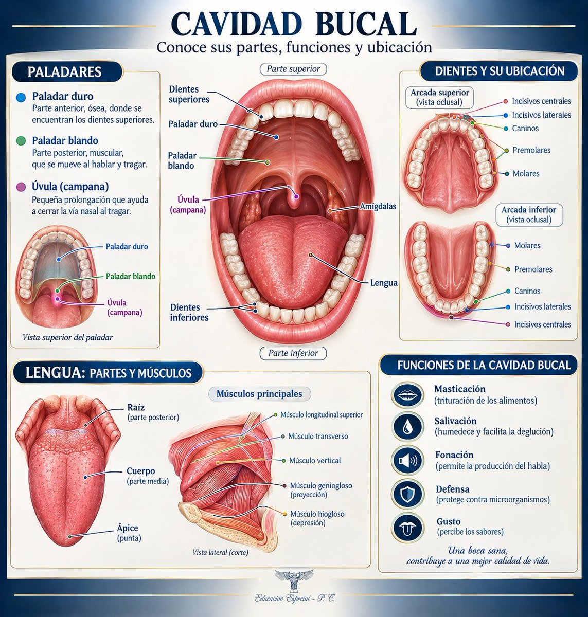 Edu_Esp_PC's tweet photo. #CavidadBucal https://t.co/6lptLYFUPy
