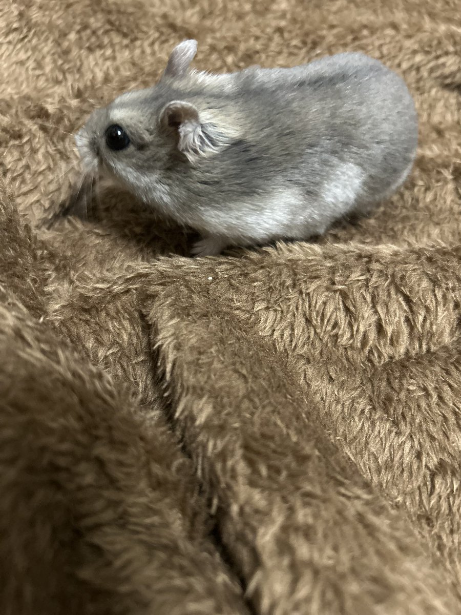 hamuo_hamhamsan's tweet photo. 我が子のために労働してくるか😮‍💨
この子たちのためって思えば普段よりはやる気でるからな😮‍💨 https://t.co/pPKolNMLnL