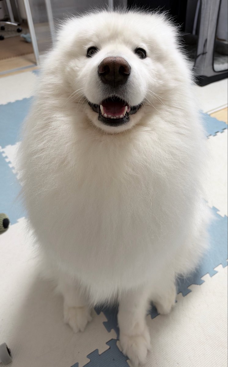 samoyed_dazs's tweet photo. おはダッツです🐻‍❄️🌧️
お耳ないないサモエド貼っておきます

素敵な一日になりますように✨ https://t.co/7ZsZ7b61oS